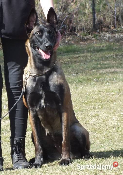 Owczarek belgijski Malinois FCI Nowy Sącz