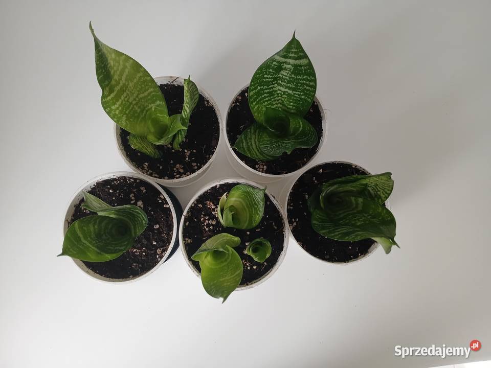 Sansewieria Green Hahnii sansevieria miniaturowa Częstochowa