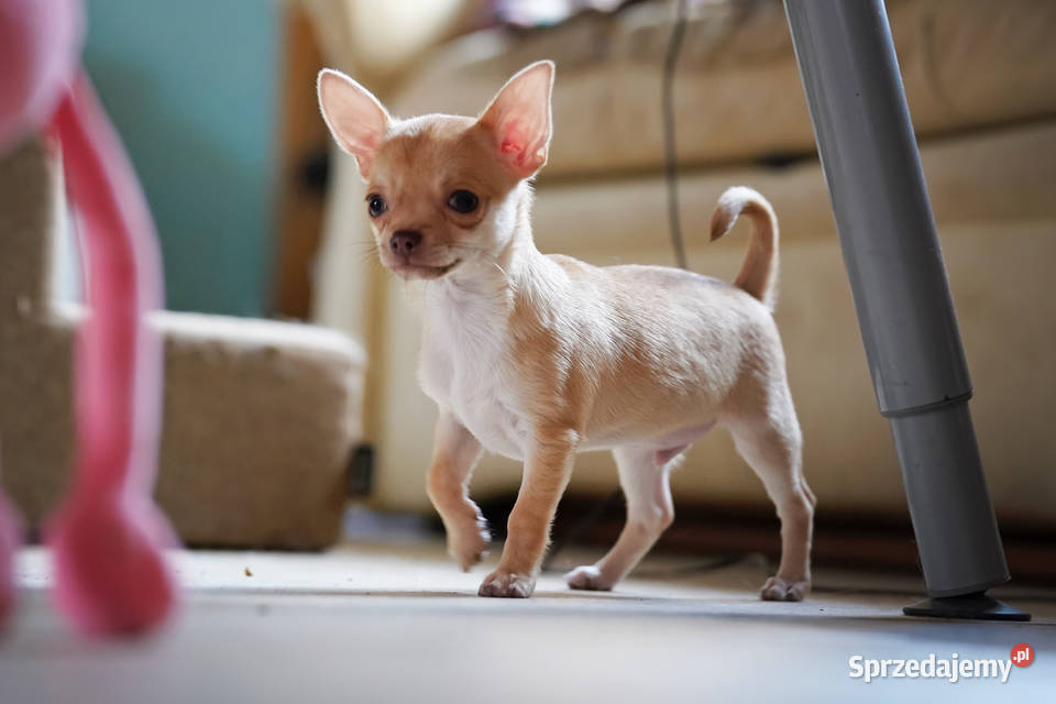 PIESEK rodowód FCI Wwy Chihuahua Duży Dół