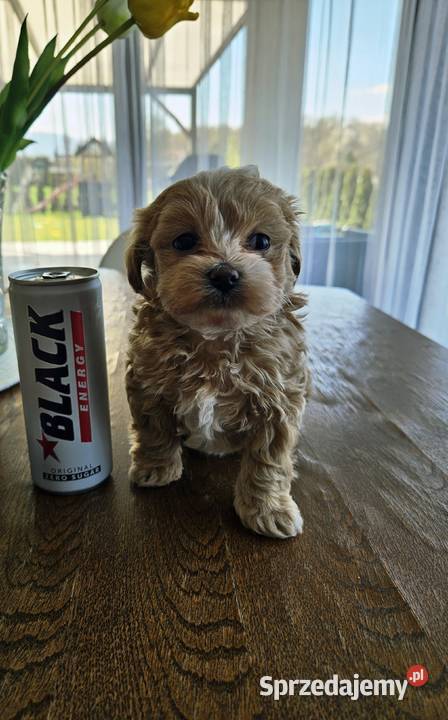 Maltipoo XXS chiński pudel toy Pisarzowice
