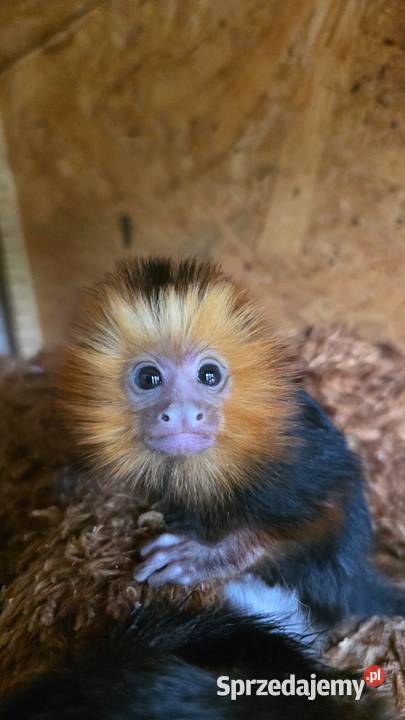 Marmozeta Lwiatka złotogłowa Leontopithecus Katowice