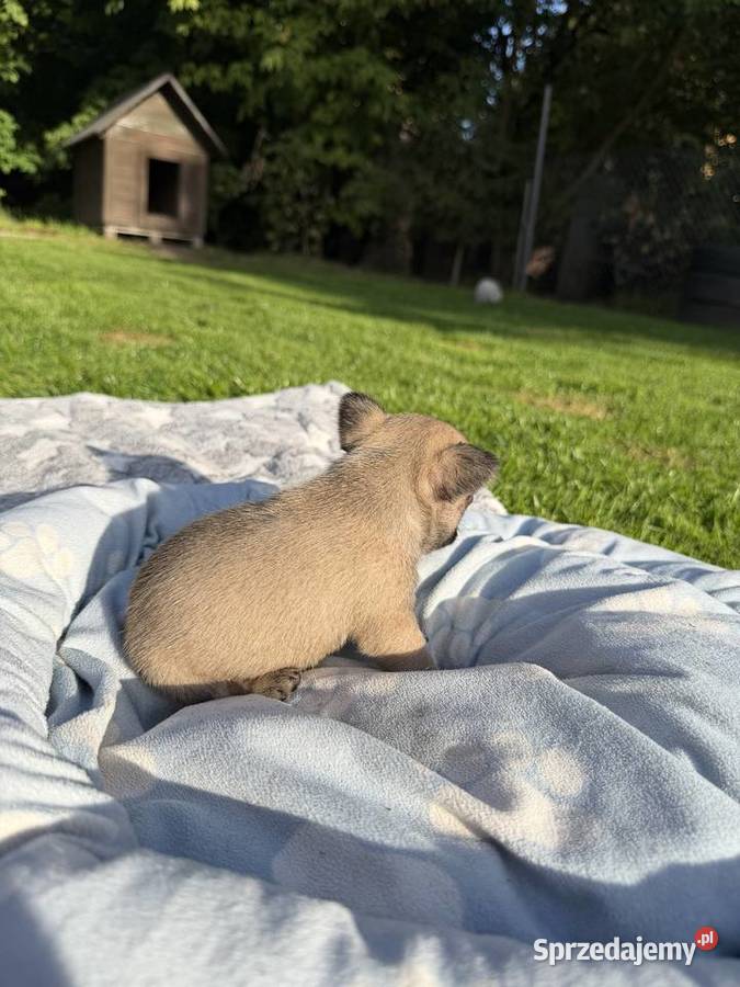 Buldog francuski wielkopolskie Puszczykowo