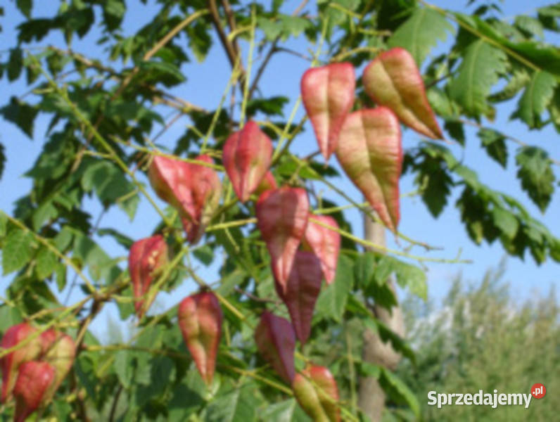 MYDLENIEC WIECHOWATY Koelreuteria paniculata kujawsko-pomorskie Lubanie