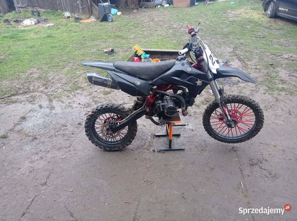 Diabolini Kopytowa sprzedam