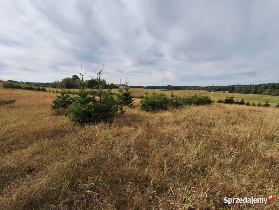 Działka 4000m2 w Szypliszkach asfalt media sprzedam