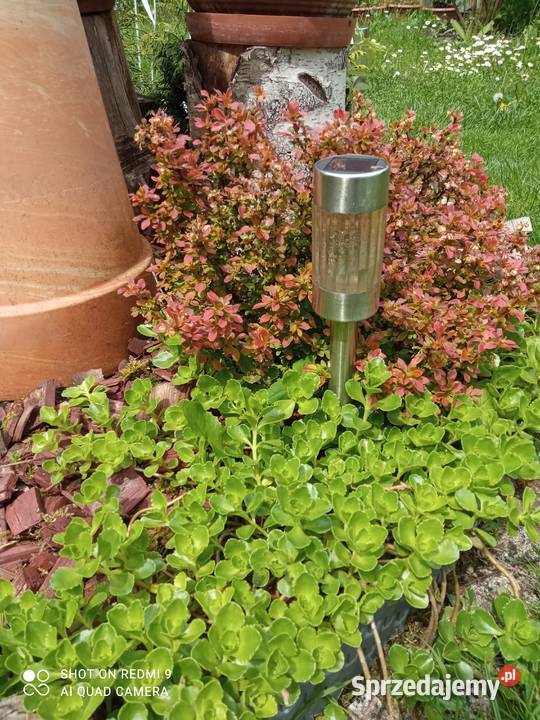 Rozchodnik kaukadki Nowy Sącz