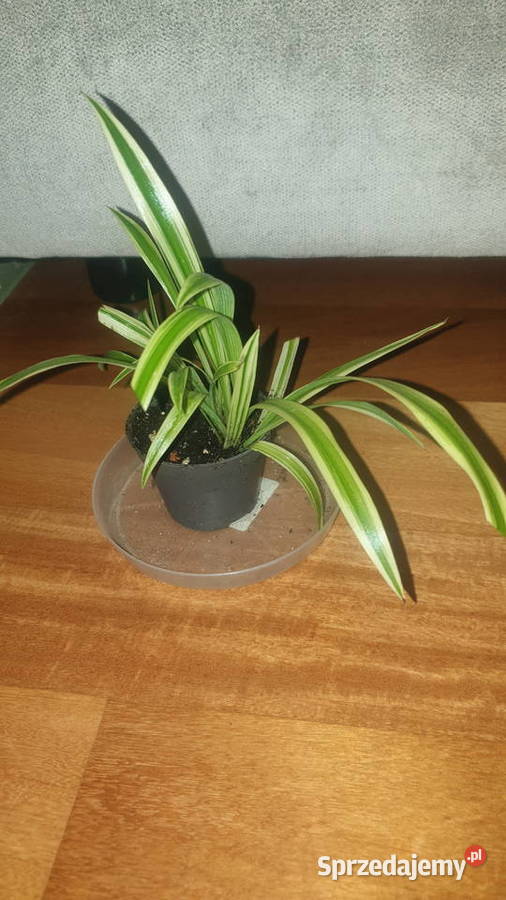 Mała zielistka Warszawa sprzedam