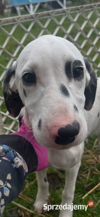 Dalmatyńczyk Dalmatyńczyki Szczeniak Już Gotowa Józefów