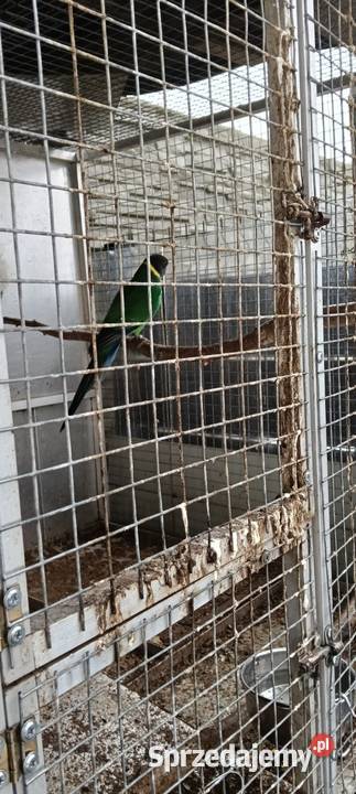 Bernardy Czarnoglowe Nakło Śląskie