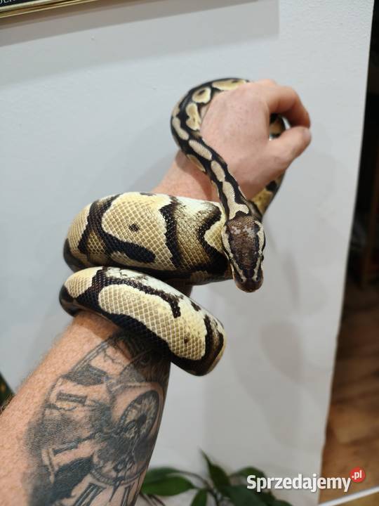 Wąż Pyton królewski terrarium Ustrzyki Dolne