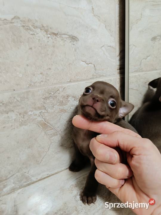 Chihuahua czekoladowa Chihuahua Warszawa