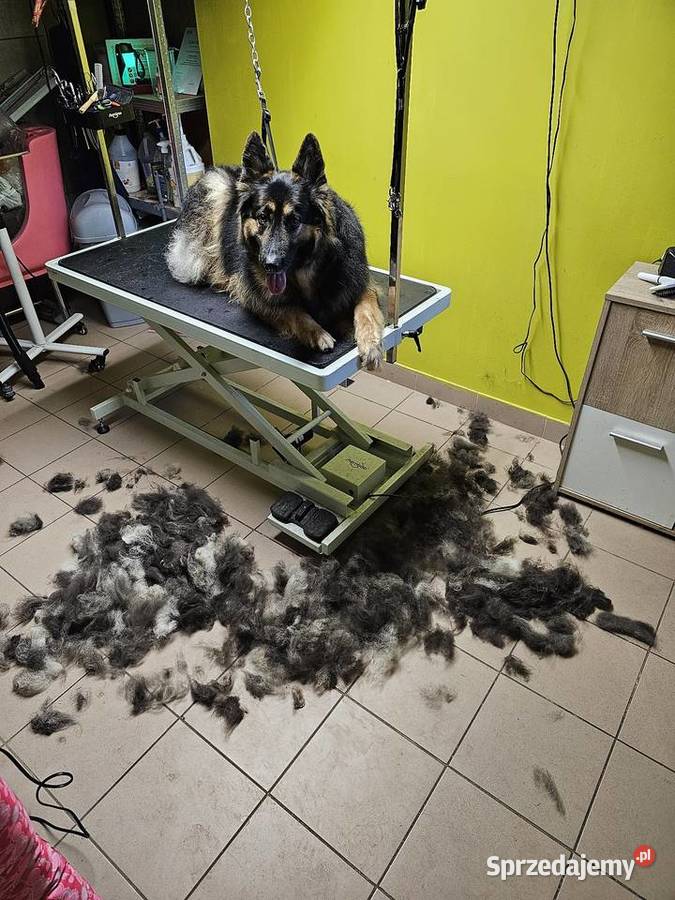 Groomer psi fryzjer pielęgnacja kąpiel Radom