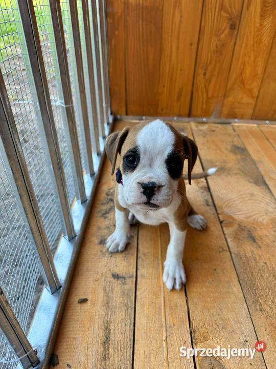 Suczka rasy bokser szczeniak Bokser Cieszkowo Nowe