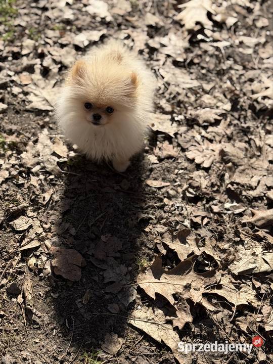 Szpic miniaturowy pomeranian dziewczynka sprzedam