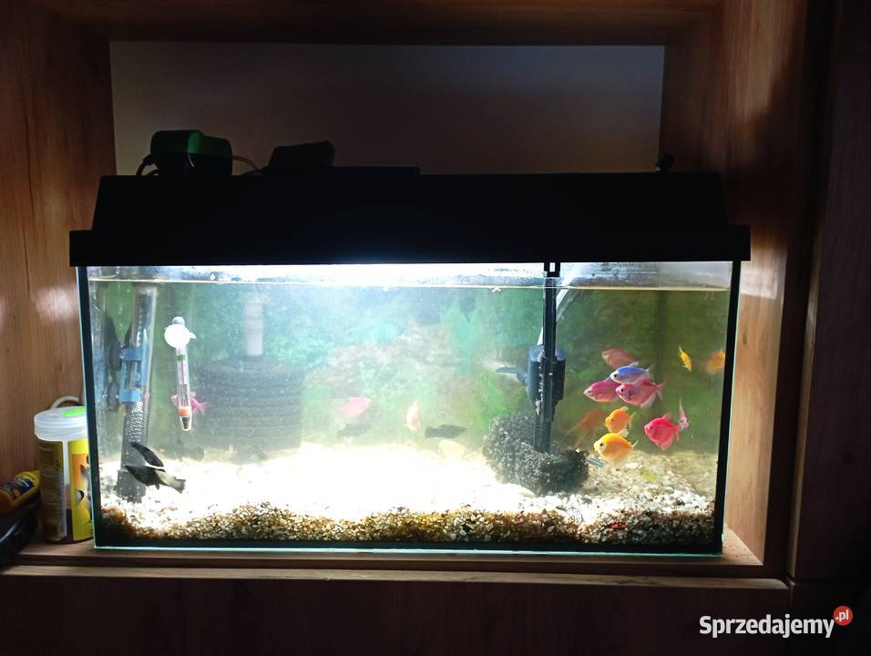 Sprzedam akwarium 50l rybki Kutno