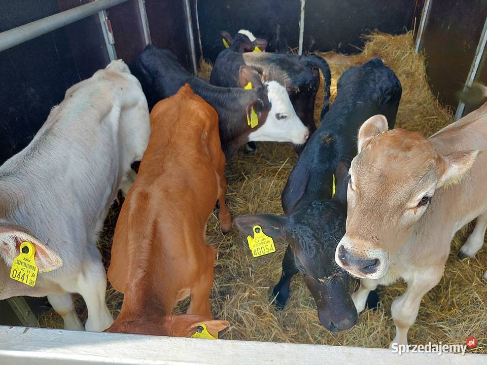 Byczki Jałoszki Cielęta Sprzedam Łeczna Łęczna