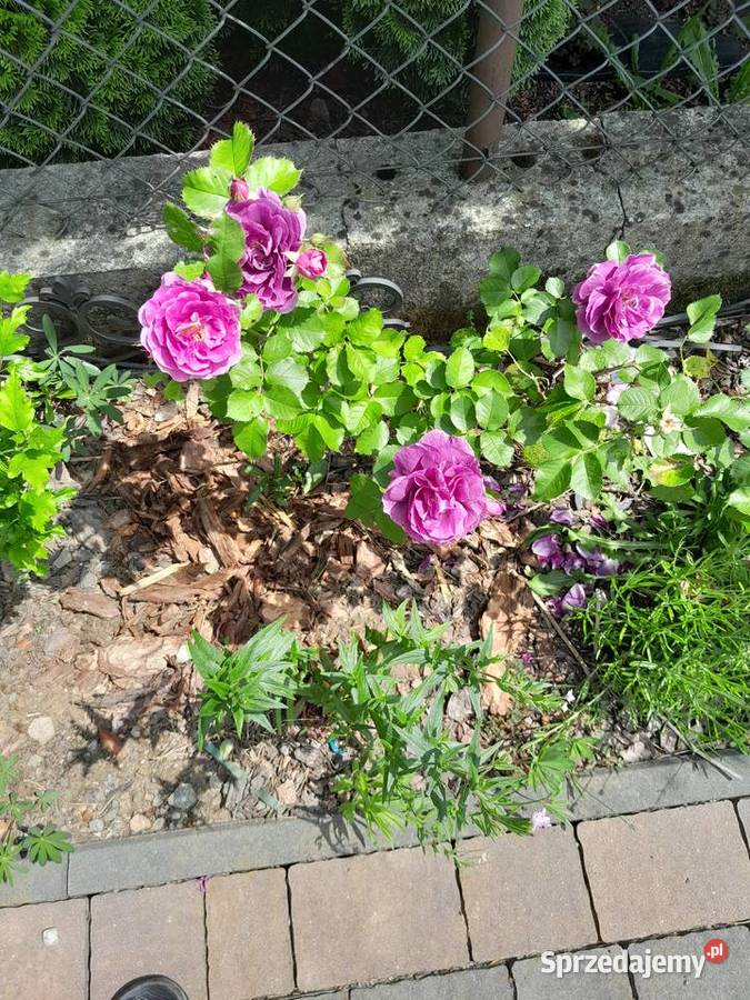Róża rabatowa MINERVA piękny FIOLETOWY KOLOR małopolskie Wieliczka