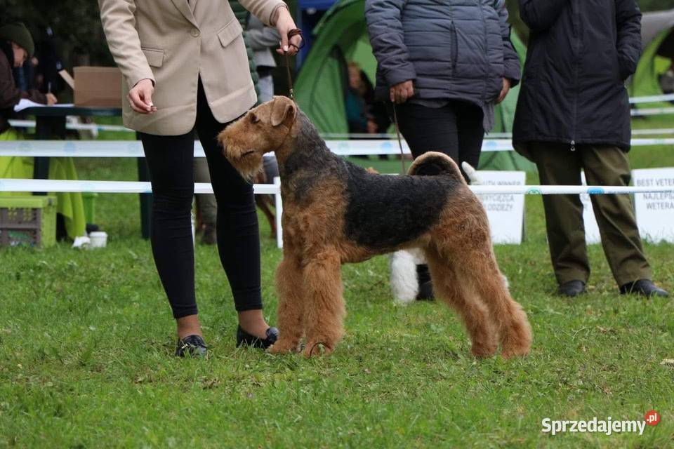 Airedale Terrier szczenięta ZKwPFCI Mogilno