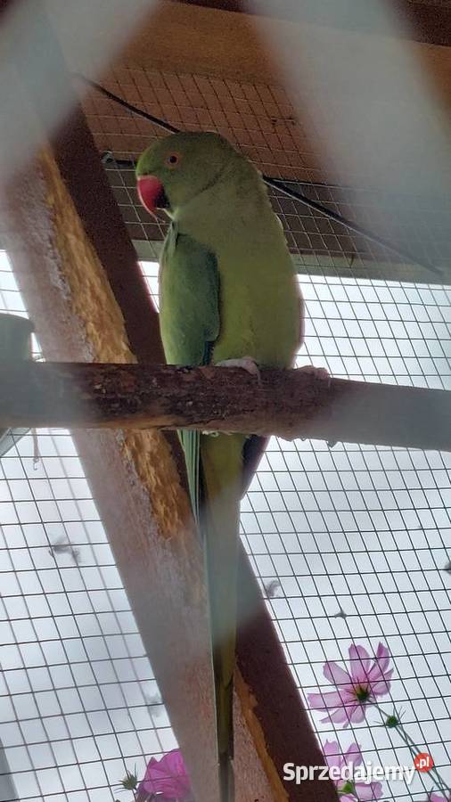 Aleksandretta Obrożna Para Lęgowa Tarnowo Podgórne sprzedam