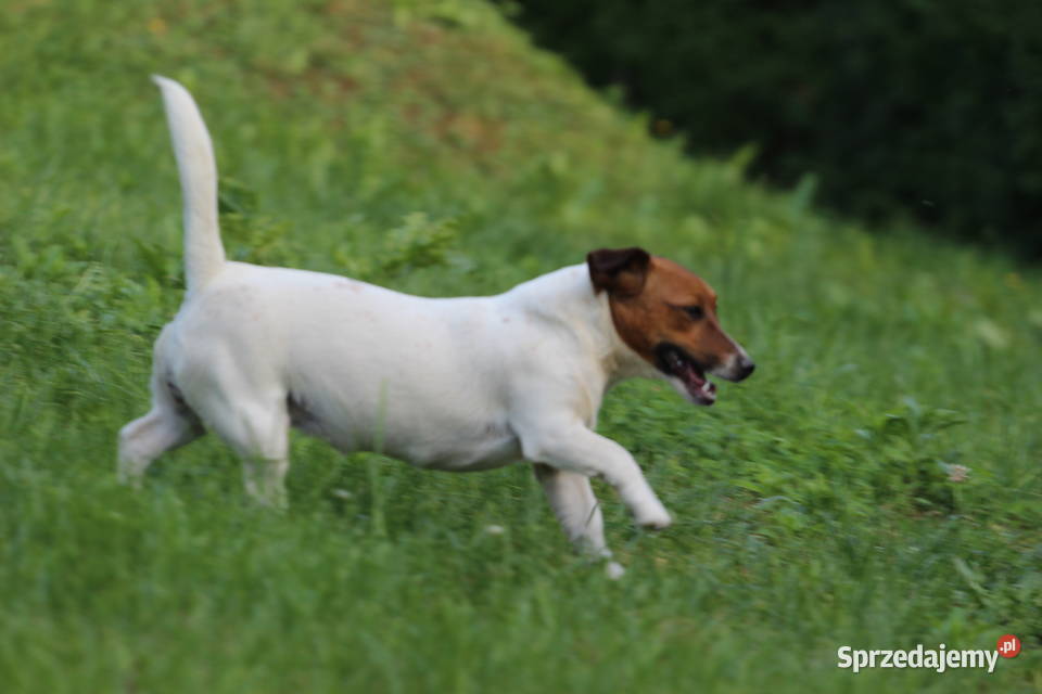 Piesek Jack Russell Terrier krótkowłosy Tarnów sprzedam