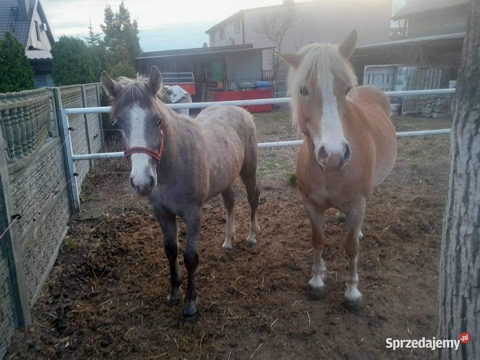 Klacz wielkopolskie Budzisław Kościelny