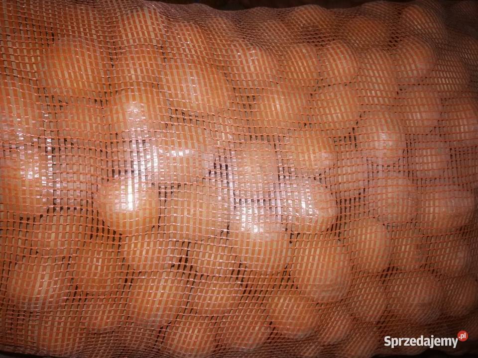 Sprzedam sadzeniaki soraya cętrali OKAZJA Rośliny okopowe Strugi
