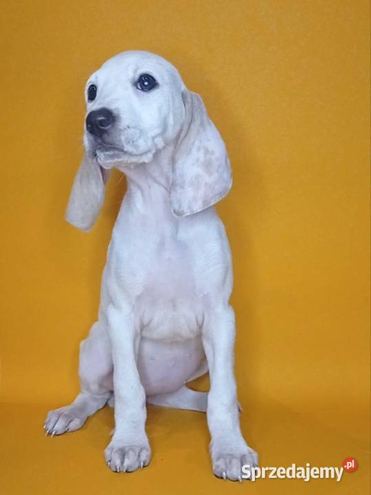 Porcelaine rodowód ZKwP FCI Warszawa sprzedam