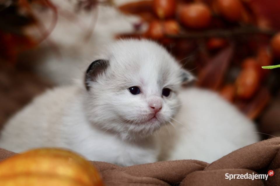 Ragdoll bracia bicolor Piorunówek