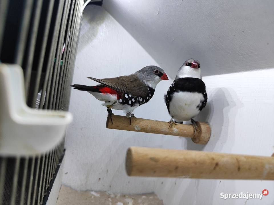 Amadyna Diamentowa para 2025 Myślenice sprzedam