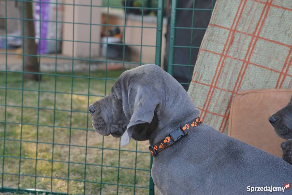 Dog Niemiecki błękitne Katowice