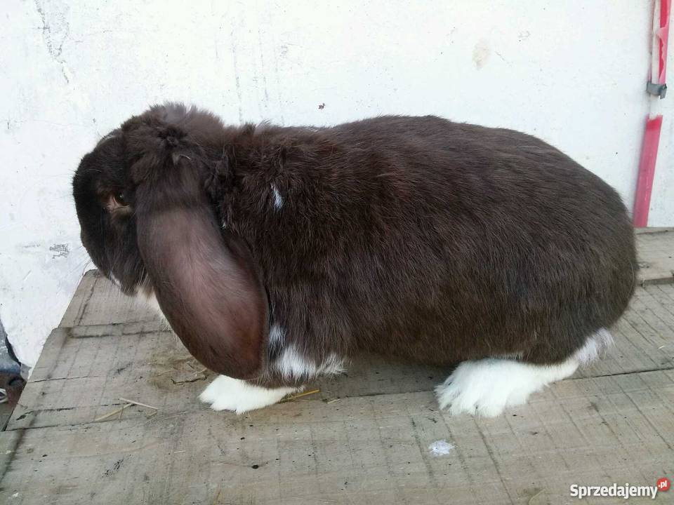 Hodowla Królików Rasowych Baran Francuski Poraj sprzedam