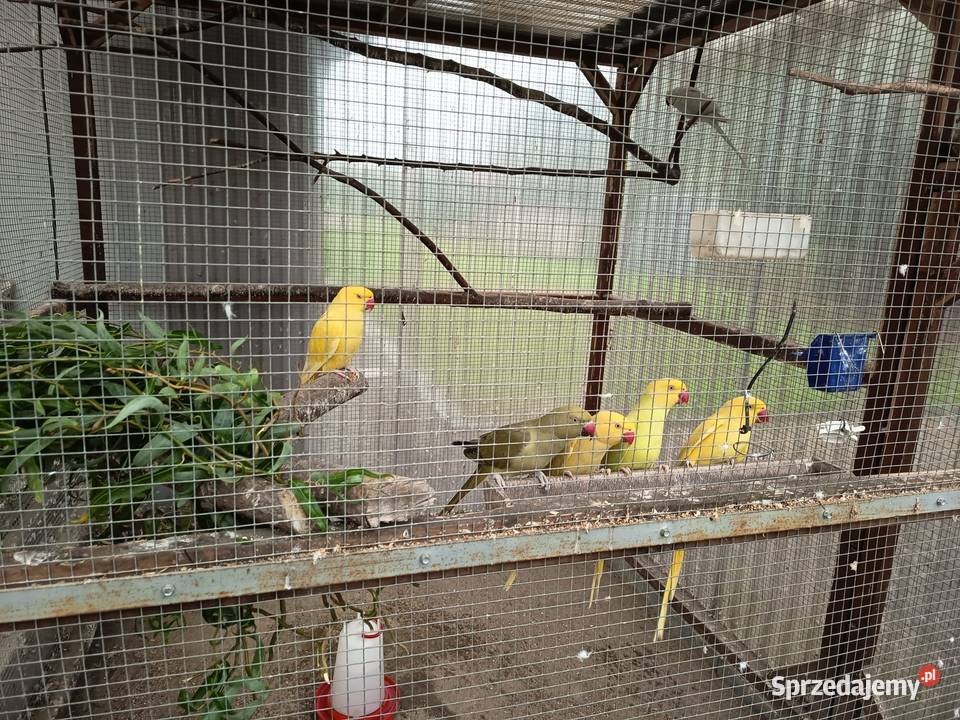 Aleksandritta obrożna Nowy Świętów sprzedam