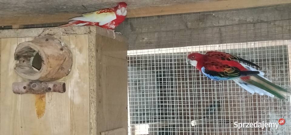 Rozelle białolice Pruchna