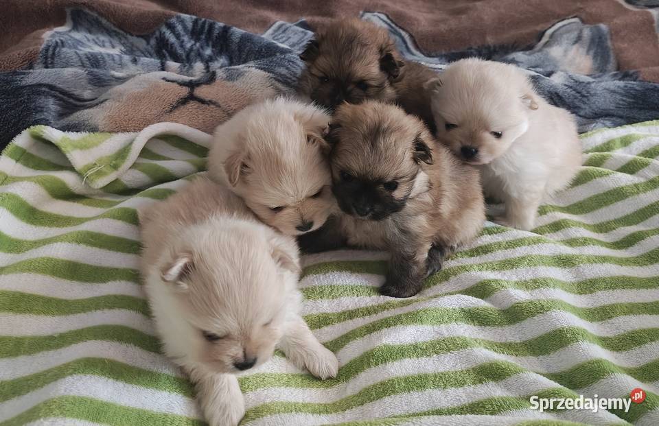 Szpic Miniaturowy Witkowo Drugie