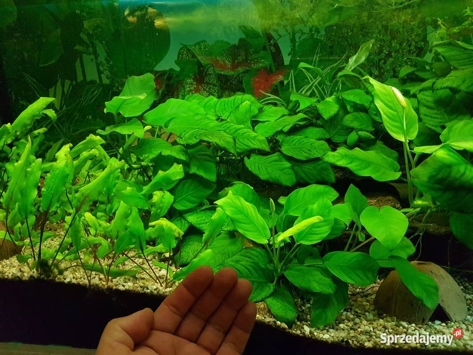 Anubias roślina akwariowa Akcesoria dla zwierząt Mielec