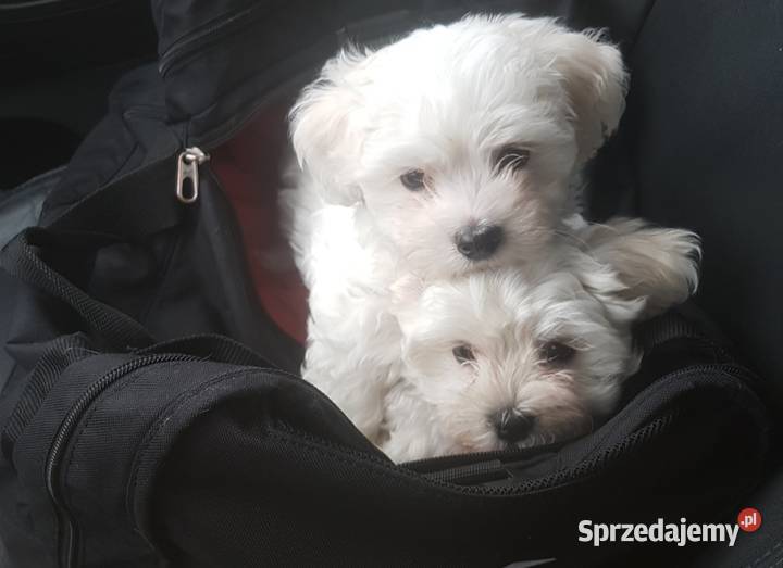 Maltańczyk Wrocław