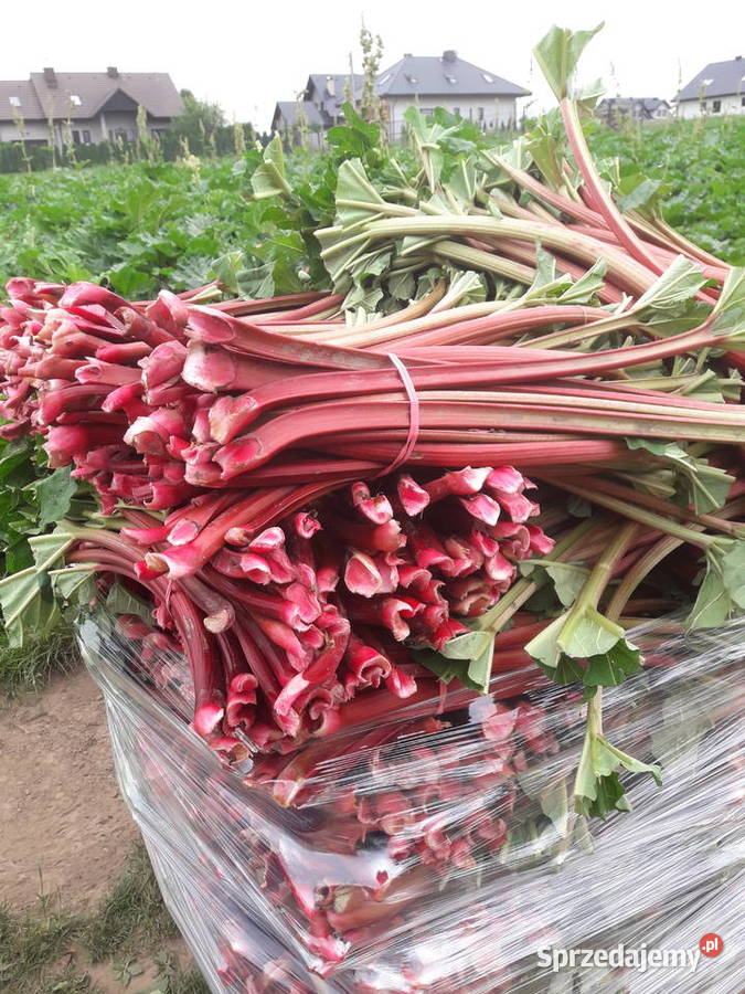 Rabarbar Kraków sprzedam