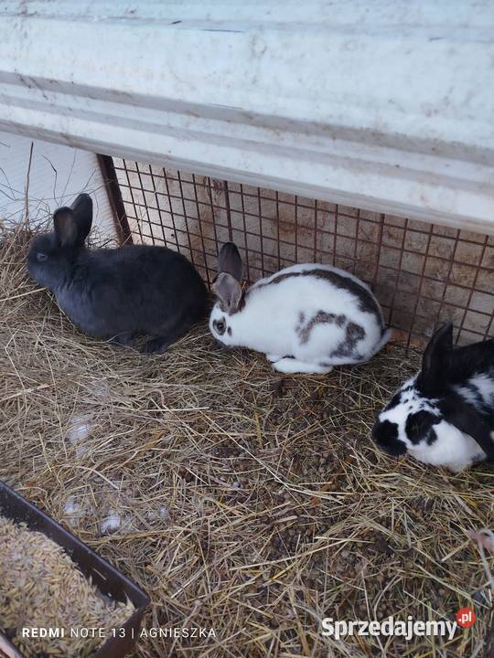 Króliki samce mieszańce i rasowe Dylągowa sprzedam