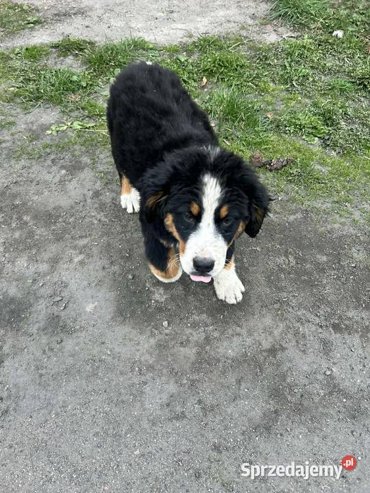 Berneński Pies Pasterski wielkopolskie Kalisz