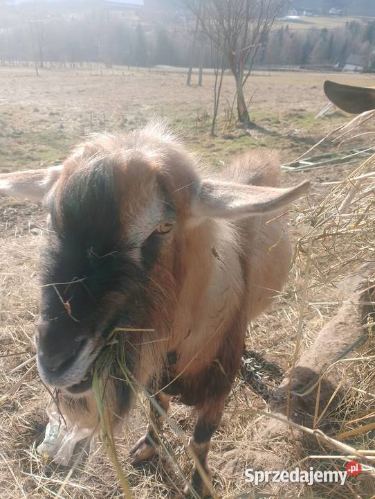 Sprzedam kozę i capa Limanowa