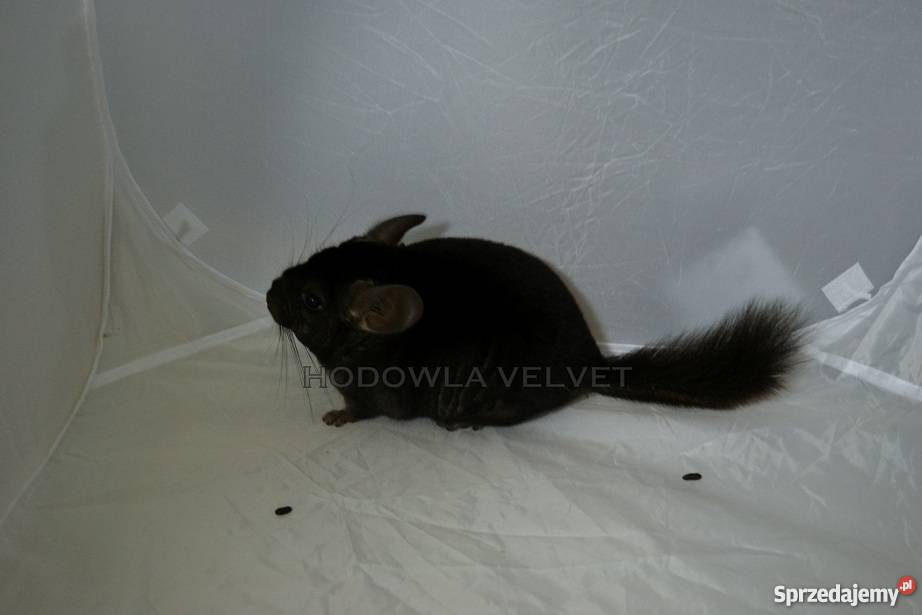 Szynszyl Szynszyla Samiec Dark Ebony Czarny