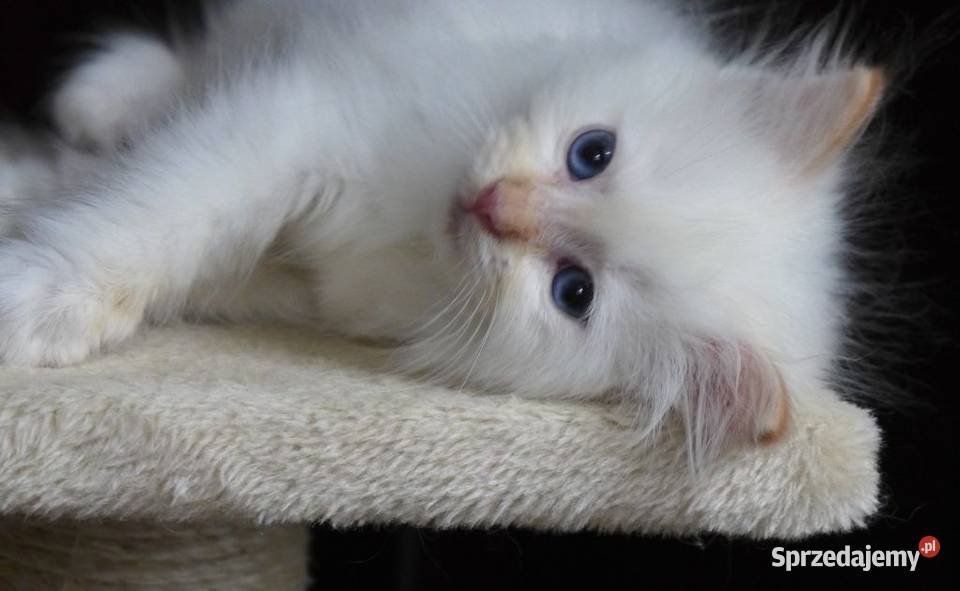 Kremowe i rude kocurki Ragdoll Jawor