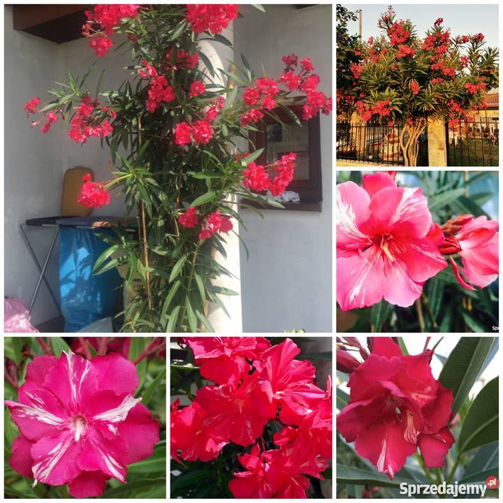Oleander biały pachnący pełny na imieniny Brzeźnica