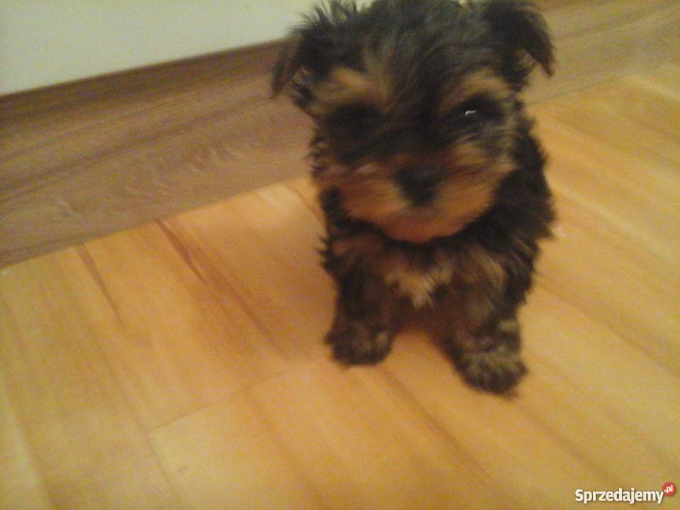 Yorkshire terrier 7 tygodni Konin