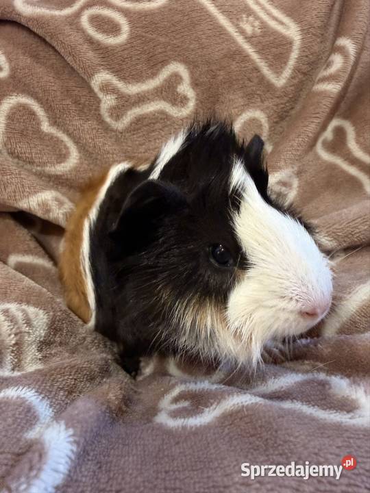 świnka morska cavia domowa SAMIEC Gryzonie małopolskie