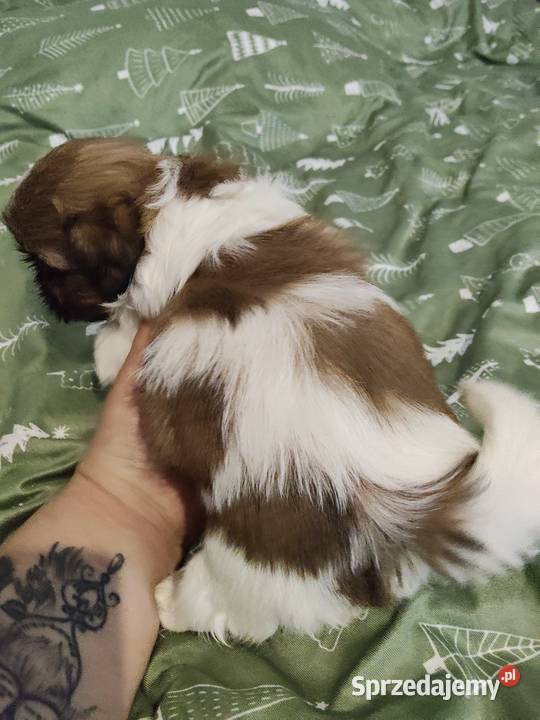 Sprzedam młode pieski rasy shihtzu łódzkie Wieruszów