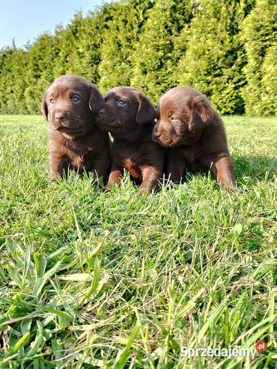 Szczeniaki Labrador Retriever Odolanów