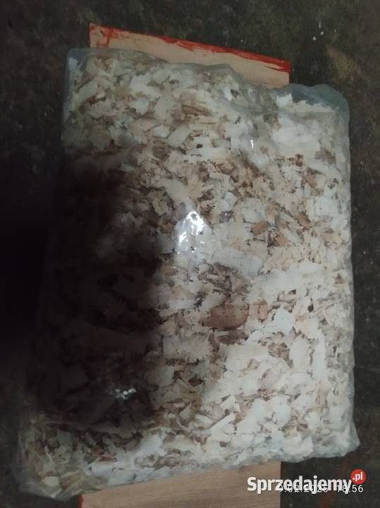 Trociny grube wióry Kcynia sprzedam