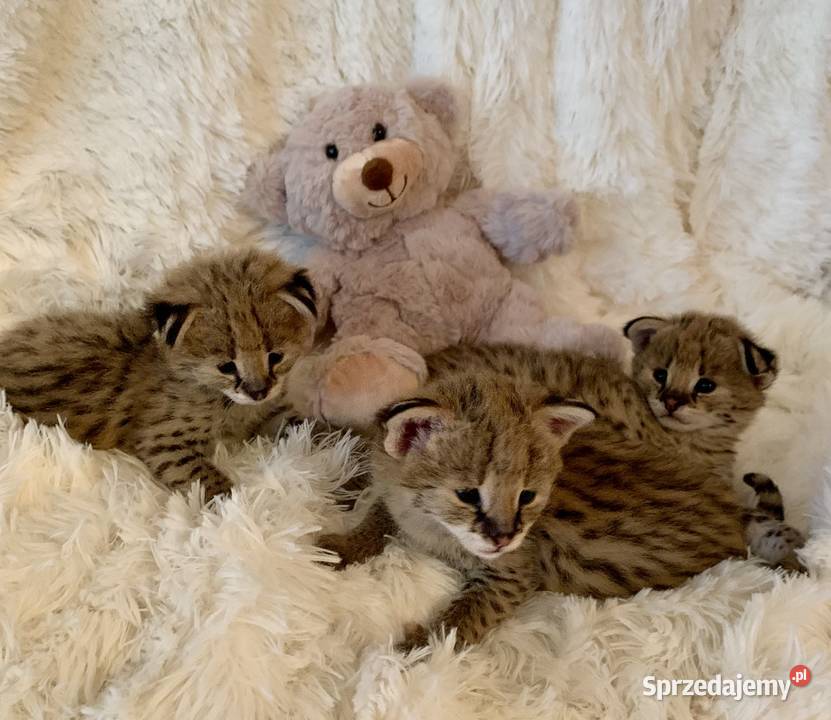 Serwal Afrykański Serval karmiony butelką Czerwionka-Leszczyny