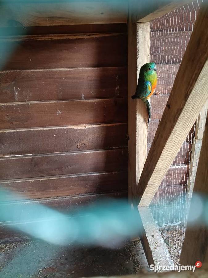 Para świergotek Lwówek